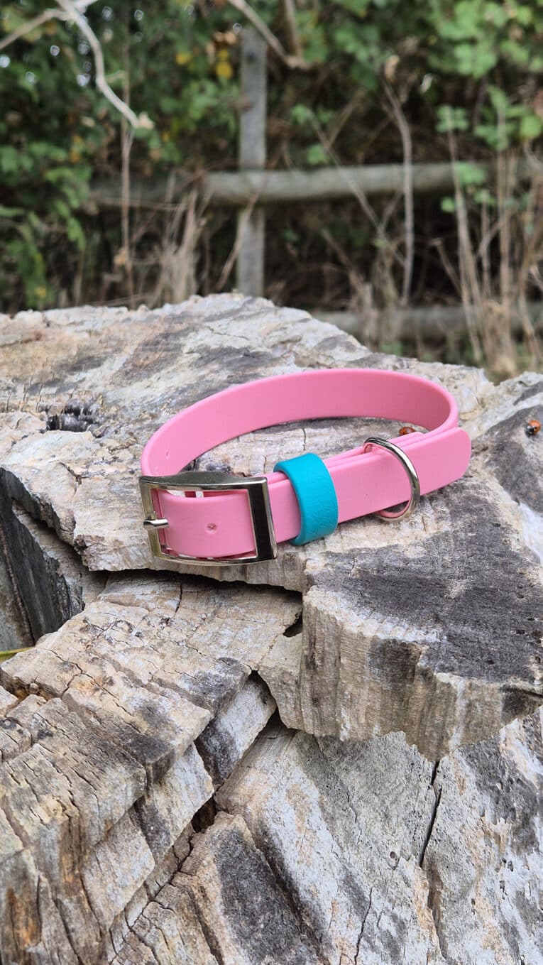 The Pink Clover Collar with Accent Keeper, featuring a metal buckle, sits on a weathered tree stump outdoors amid greenery and a wooden fence.