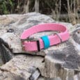 A pink dog collar with a silver buckle and a blue loop rests on a weathered tree stump outdoors, with green foliage and a wooden fence in the background.
