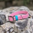 The Pink Clover Collar with Accent Keeper sits atop a large, weathered tree stump outdoors, its silver buckle gleaming against a tranquil backdrop of blurred greenery.