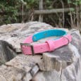 A pink and blue pet collar with a silver buckle rests on a weathered tree stump outdoors, with green foliage and wooden fencing in the background.