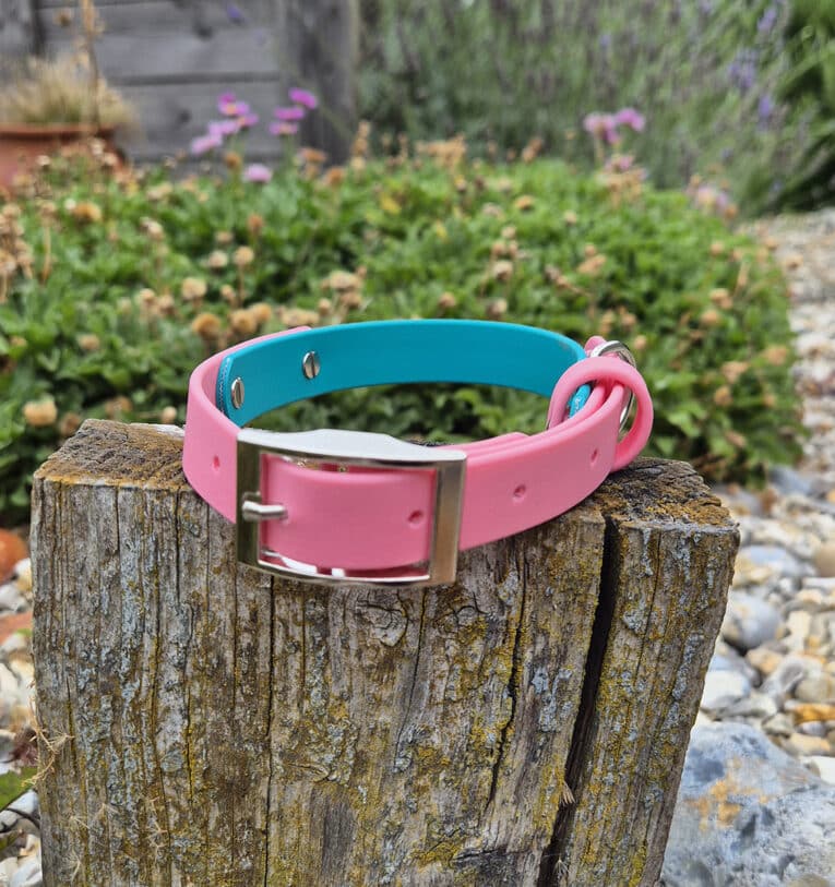 A pink and blue dog collar with a silver buckle sits on a weathered wooden post in a garden with green plants and flowers in the background.