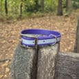 A purple and light blue dog collar with a silver buckle and ring rests on the edge of a weathered wooden bench in a forested area with trees and leafy ground in the background.