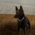 A black dog with upright ears wears the Saffron Grove Tapered Collar while standing alert in a dry grassy field near a barbed wire fence beneath a cloudy sky.