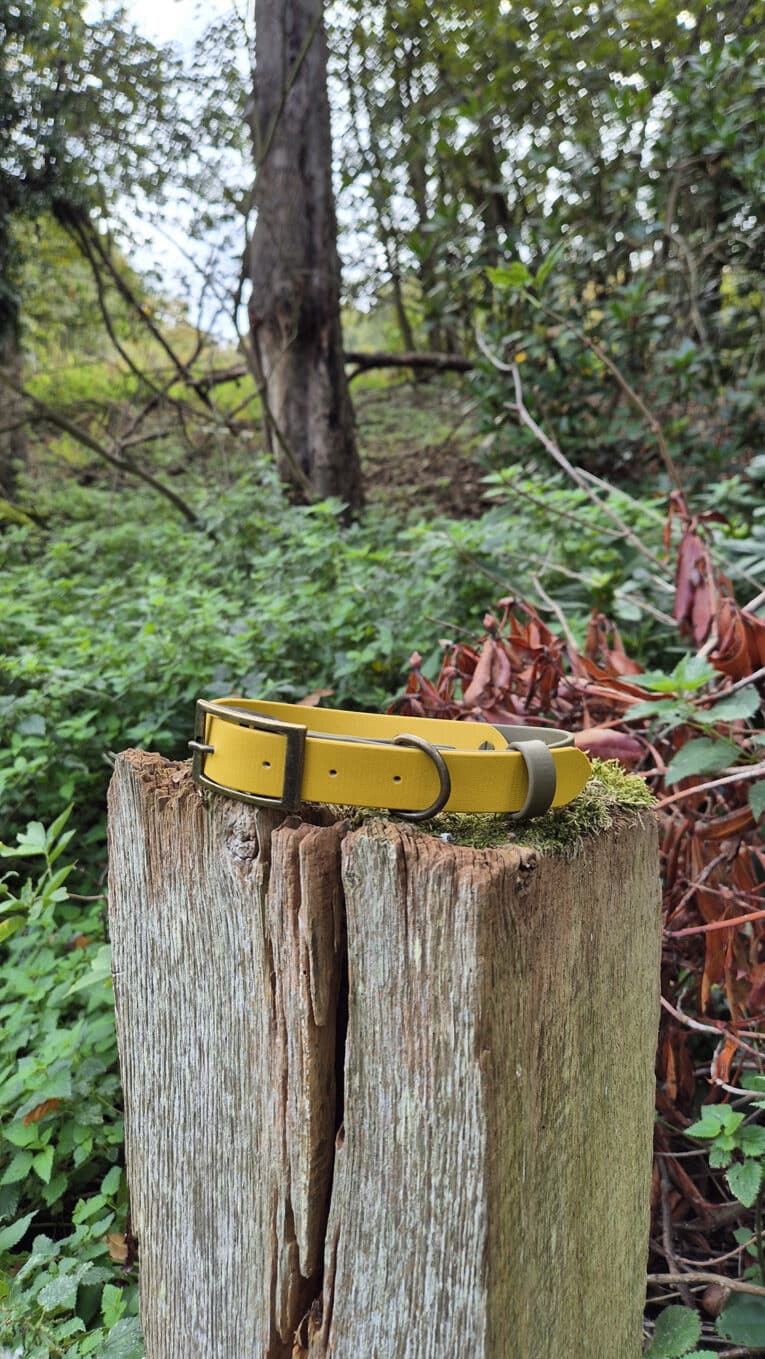 A yellow dog collar with a metal buckle rests on top of a weathered tree stump in a green, wooded area with dense foliage and fallen branches in the background.