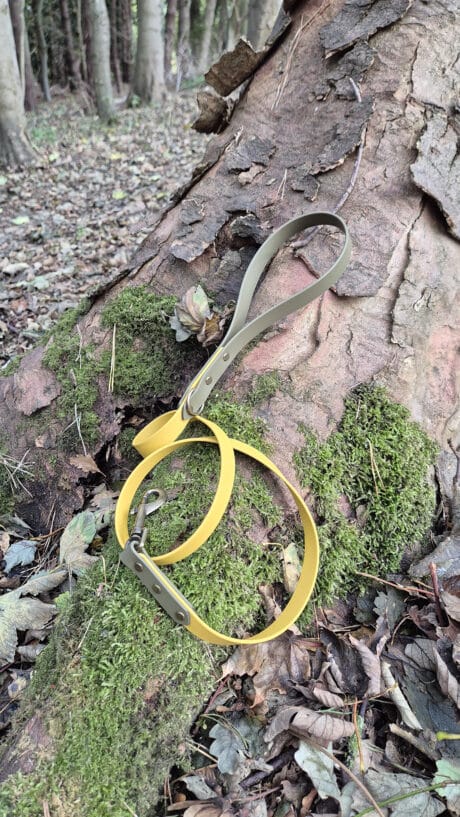 A yellow dog lead lies on a mossy tree trunk in a forest, surrounded by fallen leaves and trees in the background.