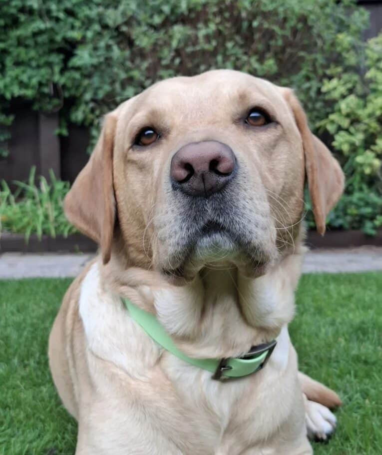 A yellow Labrador Retriever wearing a Custom Single Colour Collar lies calmly on lush green grass, gazing at the camera with bushes and plants in the background.