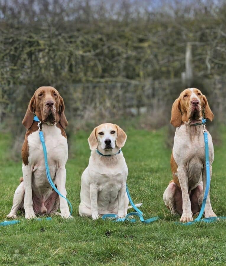 Three dogs sit on grass with Custom 2m Multi-way Double-ended Leads: two large brown and white dogs on either side, a smaller tan and white dog in the centre, with a hedge and cloudy sky in the background.