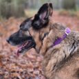 A German Shepherd wearing the Purple Mist Single Colour Collar stands on an autumn leaf-covered forest path, facing left with its tongue out. Blurred trees and foliage form the background.