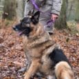 A large German Shepherd sits on autumn leaves in a forest, attached to a vibrant Custom Single Colour Lead held by someone in a grey coat and crossbody bag, who is mostly out of frame above the shoulders.