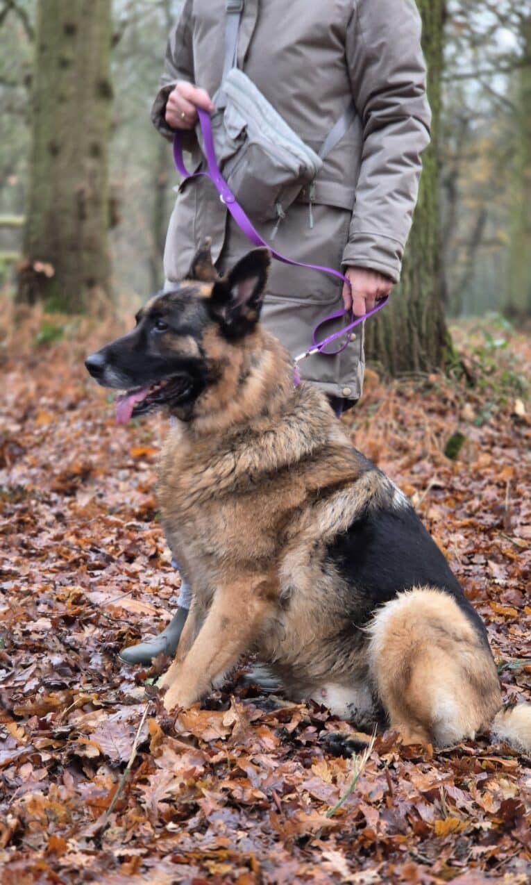 A large German Shepherd sits on autumn leaves in a forest, attached to a vibrant Custom Single Colour Lead held by someone in a grey coat and crossbody bag, who is mostly out of frame above the shoulders.