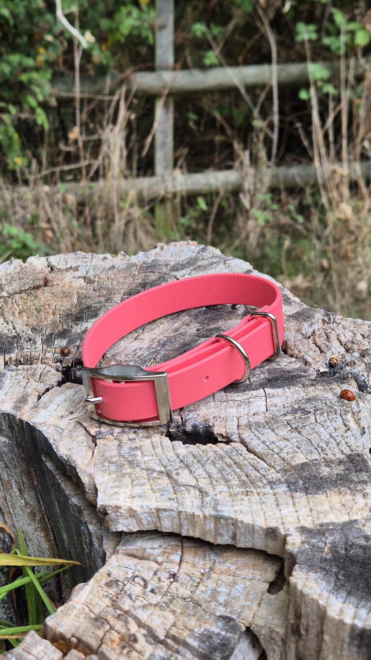 A bright pink dog collar with a silver buckle and D-ring resting on a weathered tree stump, with grass and wooden fencing in the blurred background.