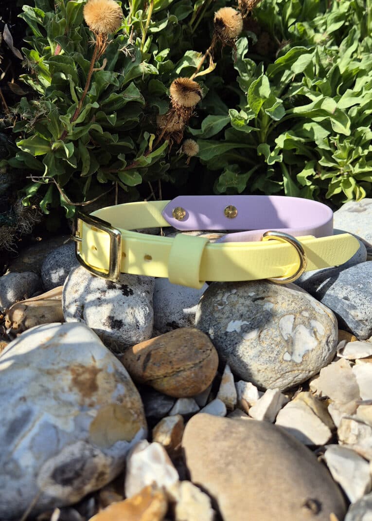 Two pet collars, one pastel yellow and one pastel purple with gold fittings, are placed on rocks outdoors, with green leafy plants and dried flowers in the background.