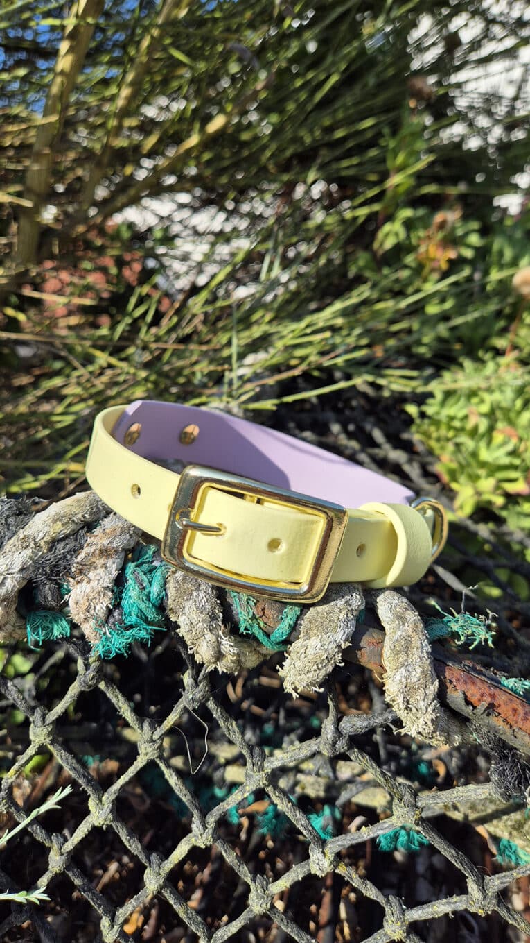 A pale yellow collar with a gold buckle rests on a weathered fishing net, with green and brown foliage in the background. Sunlight highlights the collar and parts of the net.