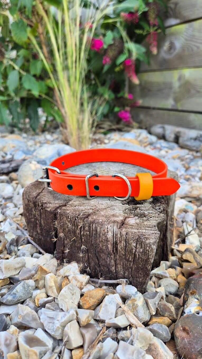The Tangerine Dream Collar with silver buckles is displayed on a tree stump amid rocks and greenery in an outdoor garden.