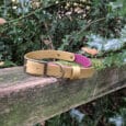 A yellow dog collar with a silver buckle rests on a mossy wooden fence, surrounded by green, spiky holly leaves in an outdoor setting.