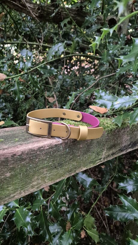 Winterberry Gold Two Colour Collar