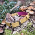 A mustard yellow dog collar with a brass buckle rests on mossy tree bark, surrounded by small mushrooms and green foliage in a woodland setting.