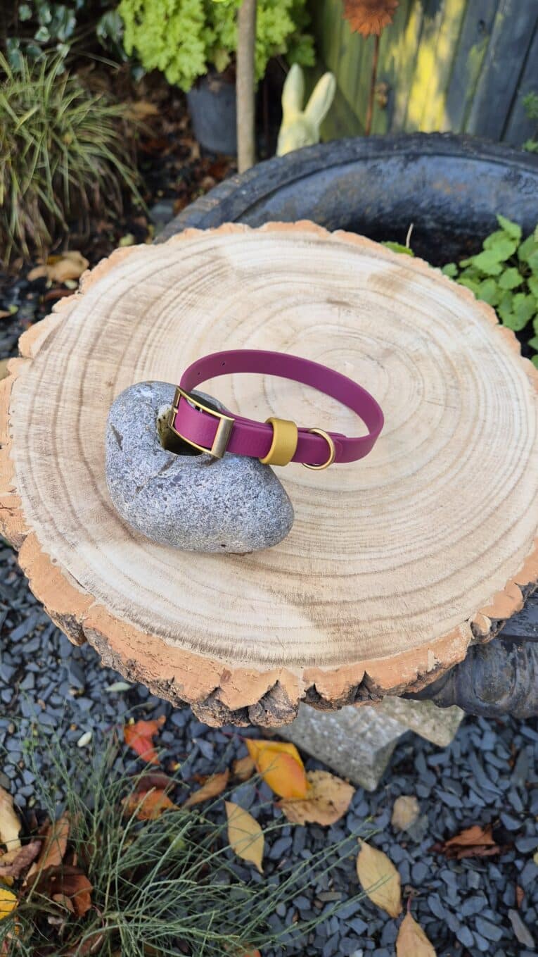 A purple dog collar with brass fittings is displayed on a smooth stone atop a tree stump. The stump sits in an outdoor garden with plants, gravel, and fallen leaves around it.