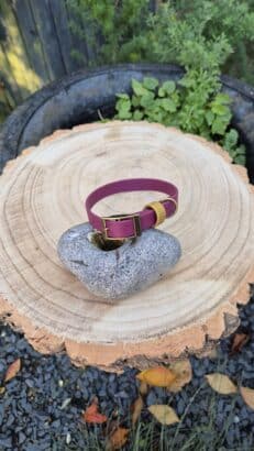 Winterberry Gold dog collar in Merlot and Gold with solid brass hardware, displayed on a wooden disc in a garden setting.