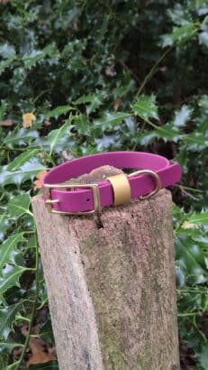 A pink dog collar with a gold buckle rests on top of a weathered tree stump, surrounded by green leafy plants in an outdoor setting.