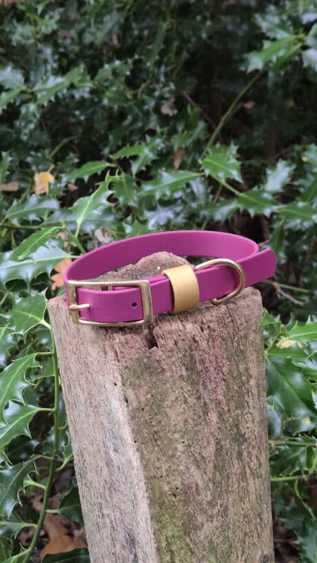A pink dog collar with a gold buckle rests on top of a weathered tree stump, surrounded by green leafy plants in an outdoor setting.