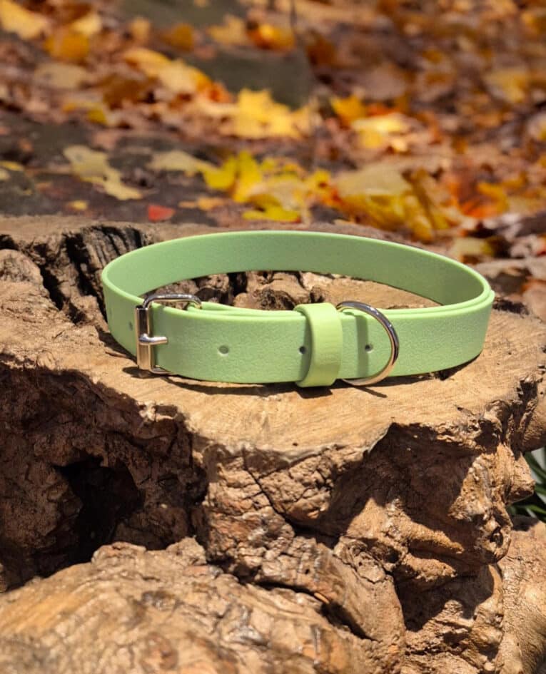 A Custom Single Colour Collar in light green with a silver buckle and D-ring is shown on a large tree stump, surrounded by blurred yellow and brown autumn leaves.