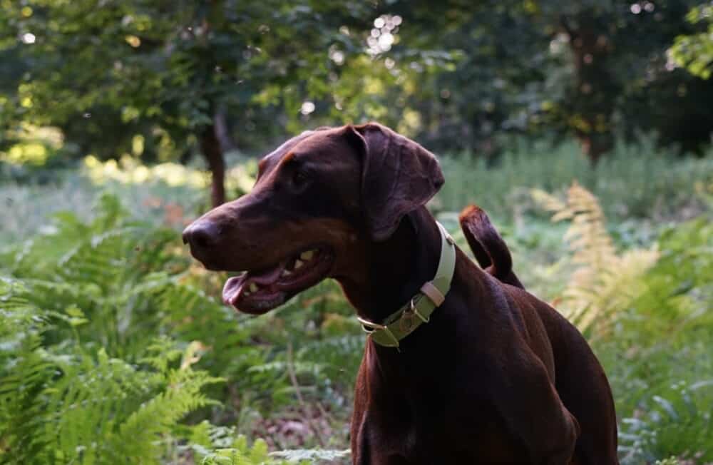 Chocolate brown dog wearing a BioThane collar explores a lush forest path surrounded by green ferns and dappled sunlight.