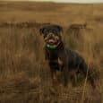 A large black and tan dog stands in tall, dry grass wearing a green and orange Custom Two Colour Collar, looking at the camera with its mouth open. The blurred background shows brown hills in an open field.