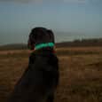 A black and brown dog wearing the Saffron Grove Tapered Collar sits in a grassy field at dusk, gazing towards distant hills under a cloudy sky.