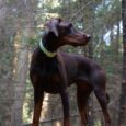 A brown Dobermann, alert on a tree stump in a sunlit forest, wears the Custom Single Colour Collar in light green. Tall trees with lush green foliage form the backdrop as the dog gazes off to the side.