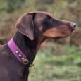 A brown Dobermann wearing a Blackwood Berry Half Slip Collar stands in profile outdoors, with a blurred green and brown natural background.