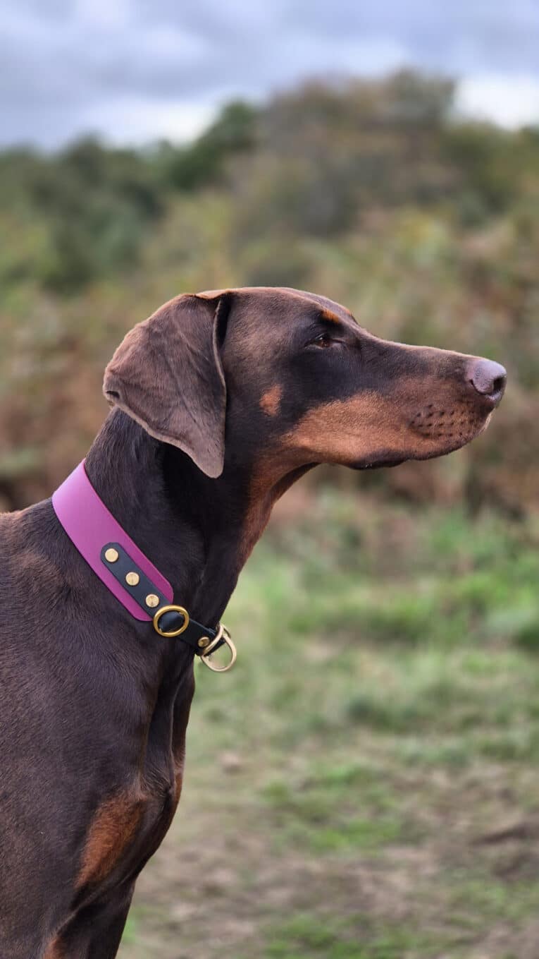 A brown Dobermann wearing a Blackwood Berry Half Slip Collar stands in profile outdoors, with a blurred green and brown natural background.