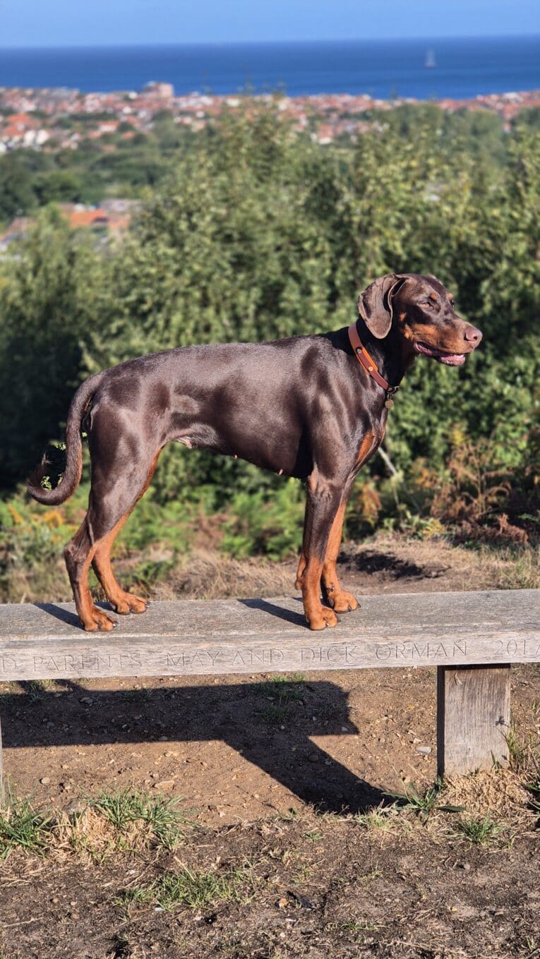 A brown and tan Dobermann stands on a wooden bench outdoors, wearing the Amberwood Half Slip Collar, with green trees, a coastal town, and the blue sea in the background.