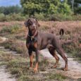 A brown Dobermann with tan markings, wearing an Amberwood Half Slip Collar, stands alert on a sandy path amid grass and trees, gazing into the distance under a cloudy sky.