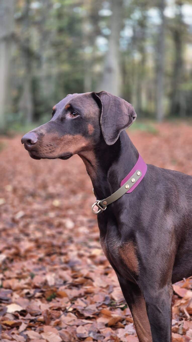 A Dobermann wearing the Blackwood Berry Half Slip Collar stands alert on a forest path strewn with autumn leaves, surrounded by trees and soft, blurred foliage in the background.