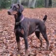 A brown Dobermann wearing a Blackwood Berry Half Slip Collar stands alert on a forest floor covered in autumn leaves, surrounded by tall trees and a soft, blurred background.