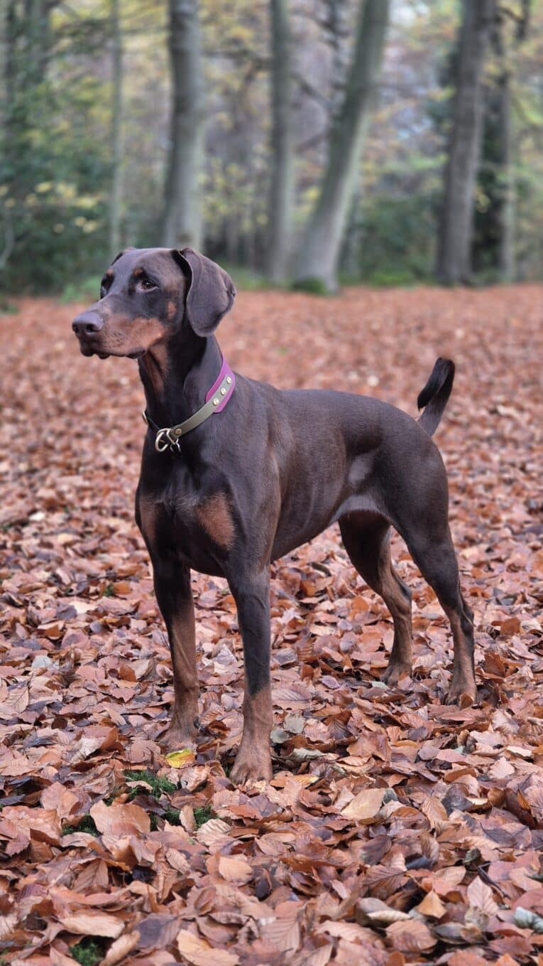 A brown Dobermann wearing a Blackwood Berry Half Slip Collar stands alert on a forest floor covered in autumn leaves, surrounded by tall trees and a soft, blurred background.
