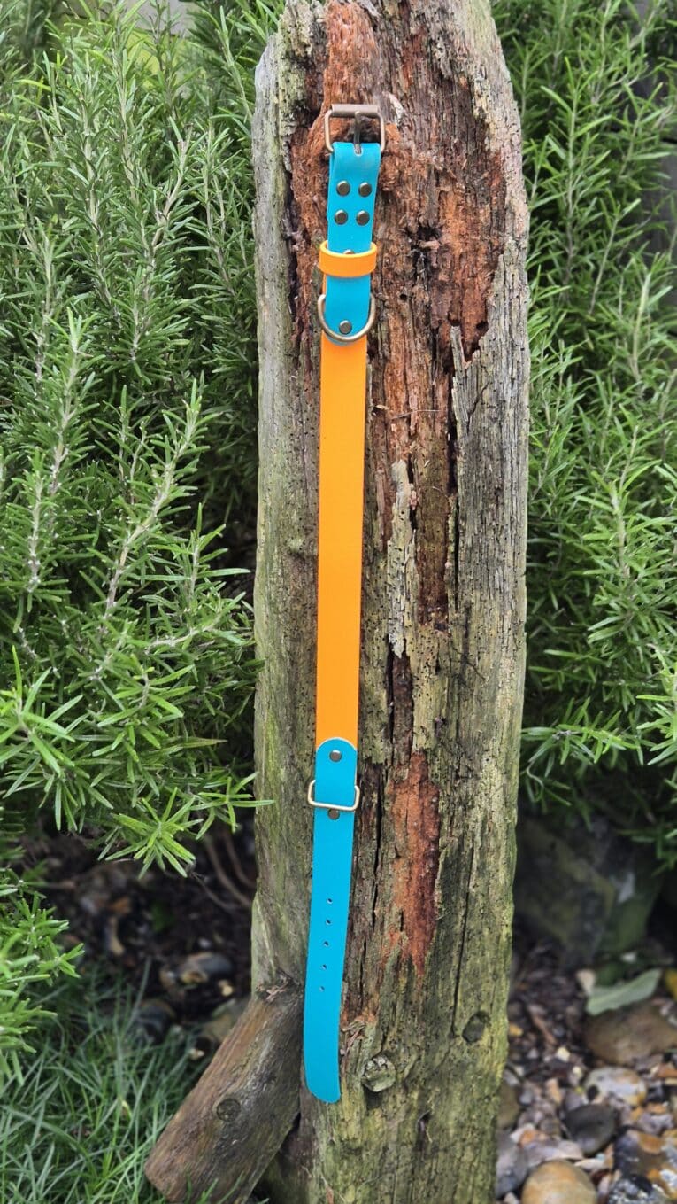 The Citrus Coast Two Colour Collar, featuring orange and blue hues, is fastened around a weathered wooden post amidst lush green foliage outdoors.