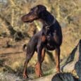A Dobermann with a shiny black and brown coat wears the sleek Blackwood Berry Half Slip Collar, standing alert on a large fallen tree. Leafless trees and a clear blue sky in the background hint at a bright, chilly day.