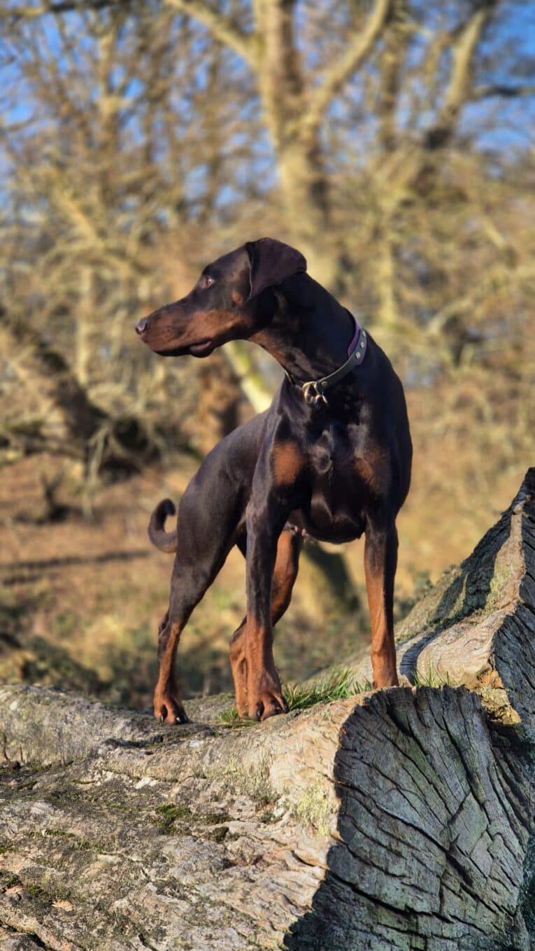 A Dobermann with a shiny black and brown coat wears the sleek Blackwood Berry Half Slip Collar, standing alert on a large fallen tree. Leafless trees and a clear blue sky in the background hint at a bright, chilly day.
