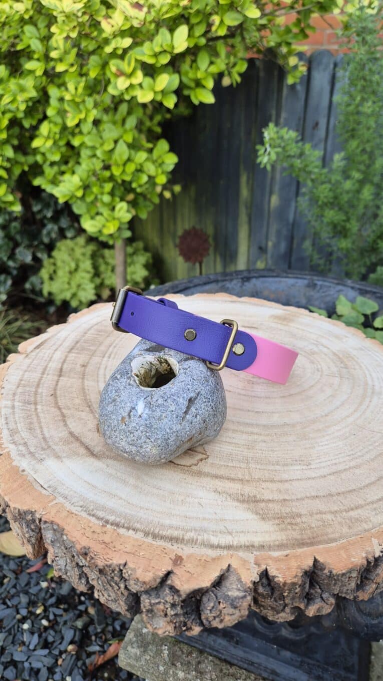 The Sweet Violet Two Colour Collar in purple and pink with a gold buckle is displayed on a round wooden tree stump with a small grey stone beneath it, surrounded by green plants and a wooden fence in the background.