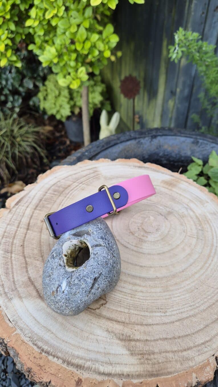 A Sweet Violet Two Colour Collar in purple and pink with a brass buckle lies on a large tree stump beside a grey stone with a hole. Lush green plants and a wooden fence are in the background.