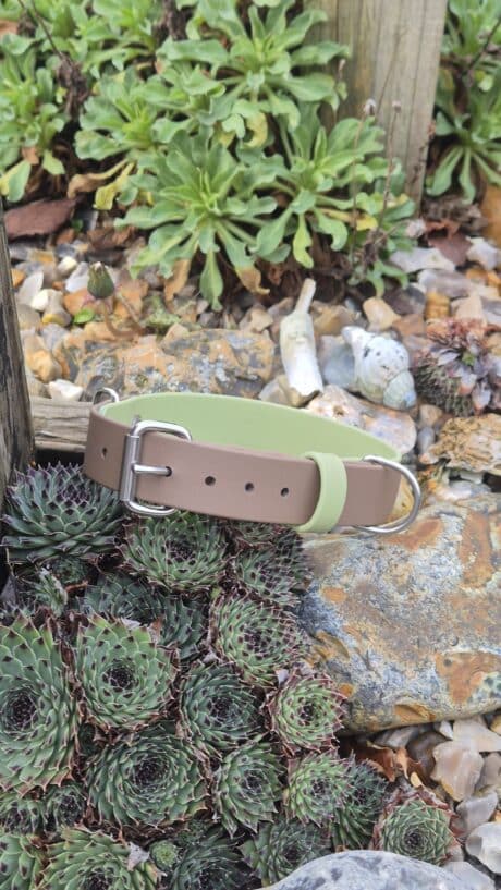 Custom Two Colour Collar