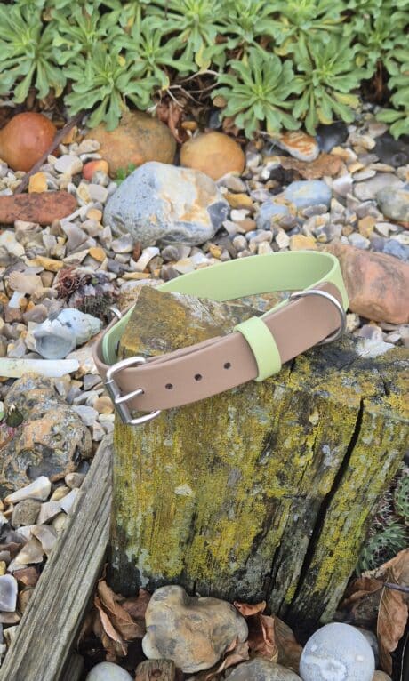 The Sweet Violet Two Colour Collar (Copy) in tan and light green with a metal buckle is shown on a mossy tree stump, surrounded by rocks, shells, and green plants in a garden setting.