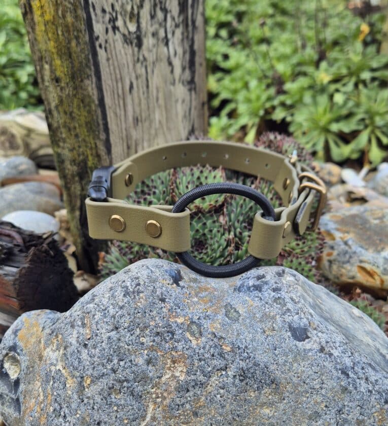 A Custom Quick-Snap Bungee Collar Strap in tan, featuring metal rivets and a black circular ring, lies on a grey rock outdoors among plants, other rocks, and a weathered wooden post.