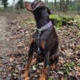 A brown Dobermann in a lavender collar sits on fallen leaves along a forest path, looking aside. Attached to the dog is the Super-grip Biothane Grab Tab/Handle lead. Trees and greenery create a peaceful backdrop.