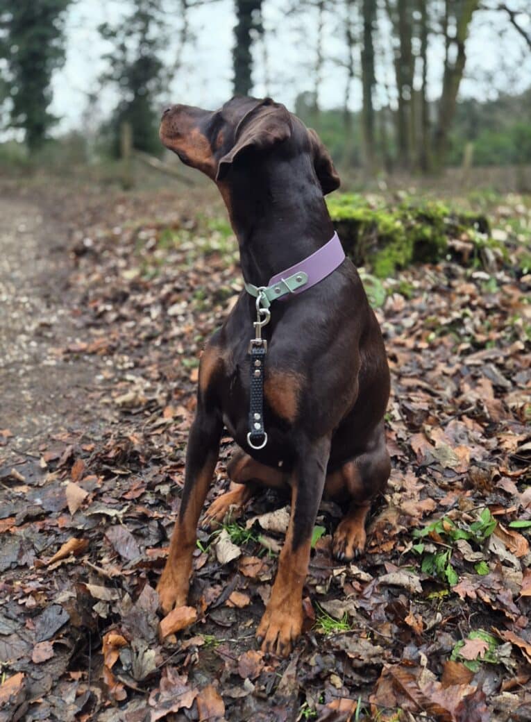 A brown Dobermann in a lavender collar sits on fallen leaves along a forest path, looking aside. Attached to the dog is the Super-grip Biothane Grab Tab/Handle lead. Trees and greenery create a peaceful backdrop.