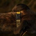 A close-up shows a brown brindle dog’s neck wearing the Custom Quick-Snap Bungee Collar in yellow and black, with a softly blurred background and warm, natural light.