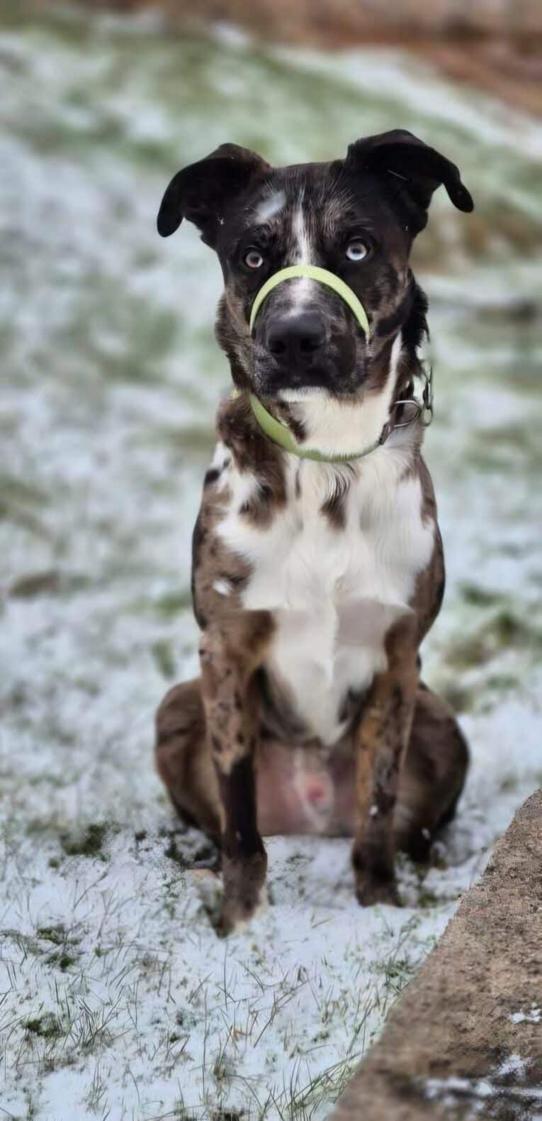 A black and white dog with blue eyes sits on snowy grass, wearing a green Avocado Grove Two Colour Collar loosely looped round its nose and neck.