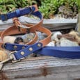 A tan and blue dog lead and collar set with brass fittings lies coiled on weathered wooden boards and rocks, surrounded by greenery—an ideal choice for dog owners seeking stylish, durable dog leads for outdoor adventures.